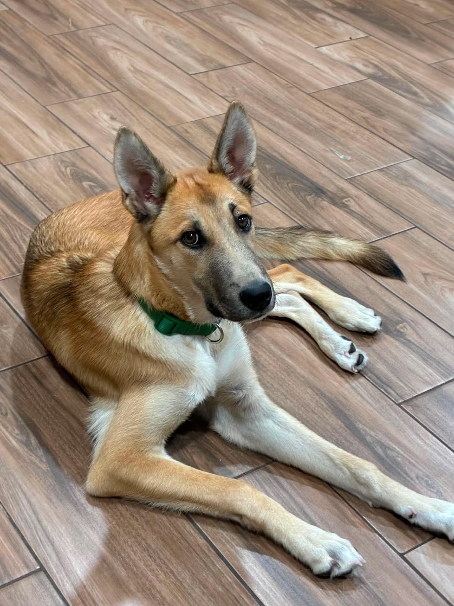 Morty, a Adoptable mixed breed in Sugar Land, TX image 1/5