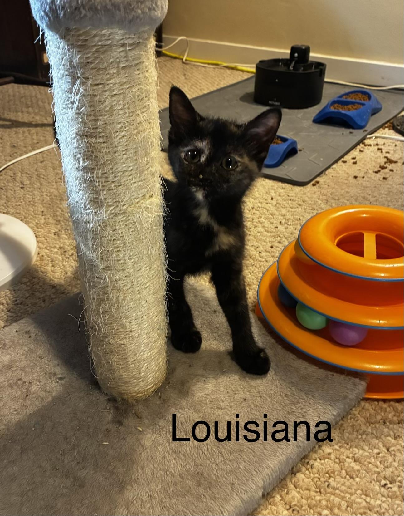 Louisiana, Adoptable, Kitten Female Domestic Medium Hair.