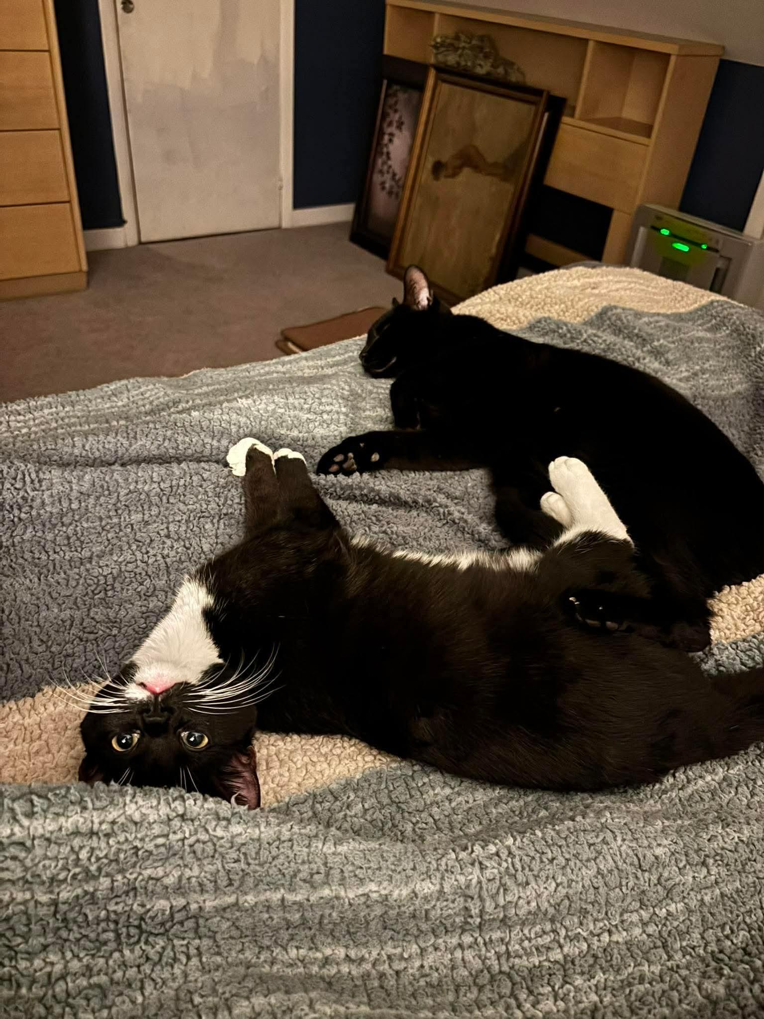 Enlarge Donna Noble, an adopted mixed breed in Mechanicsburg, PA image 3/4