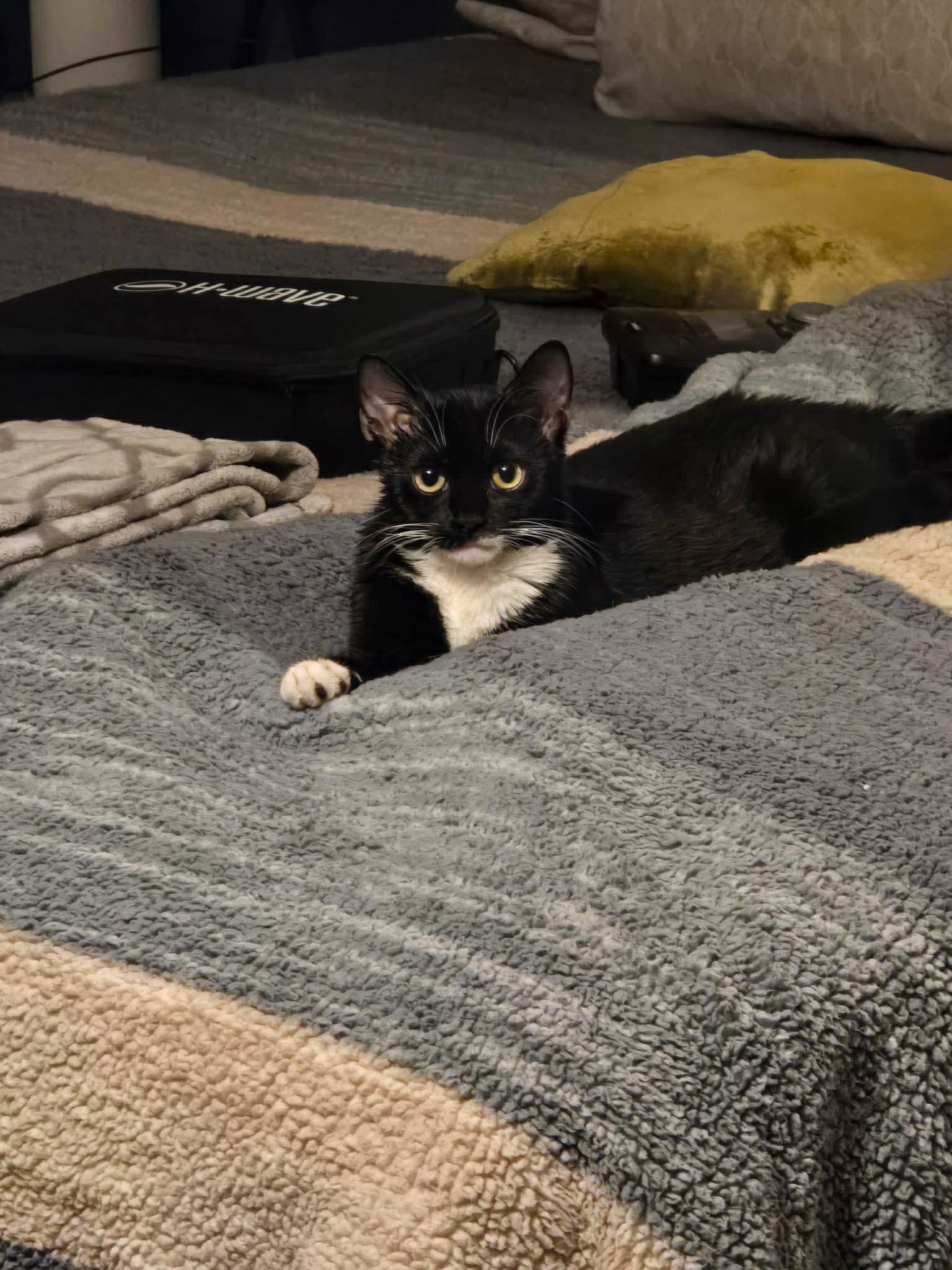 Enlarge Donna Noble, an adopted mixed breed in Mechanicsburg, PA image 2/4