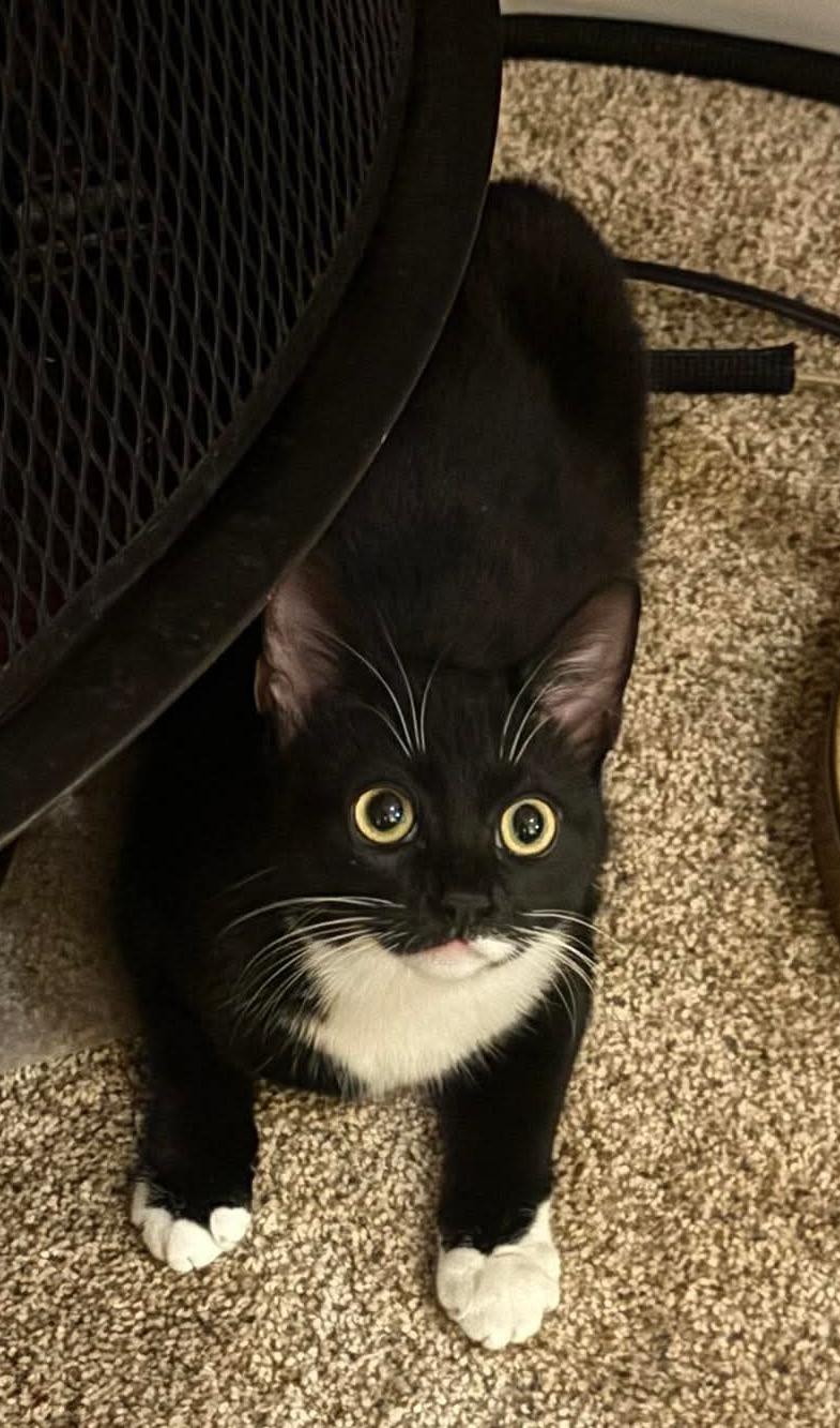 Donna Noble, adopted, Young Female Domestic Short Hair & Tuxedo.