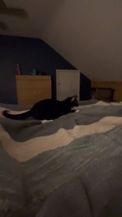 Enlarge Donna Noble, an adopted mixed breed in Mechanicsburg, PA video 4/4