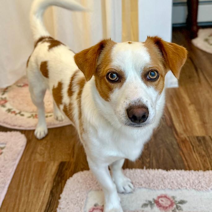 Finn, Young Male Corgi