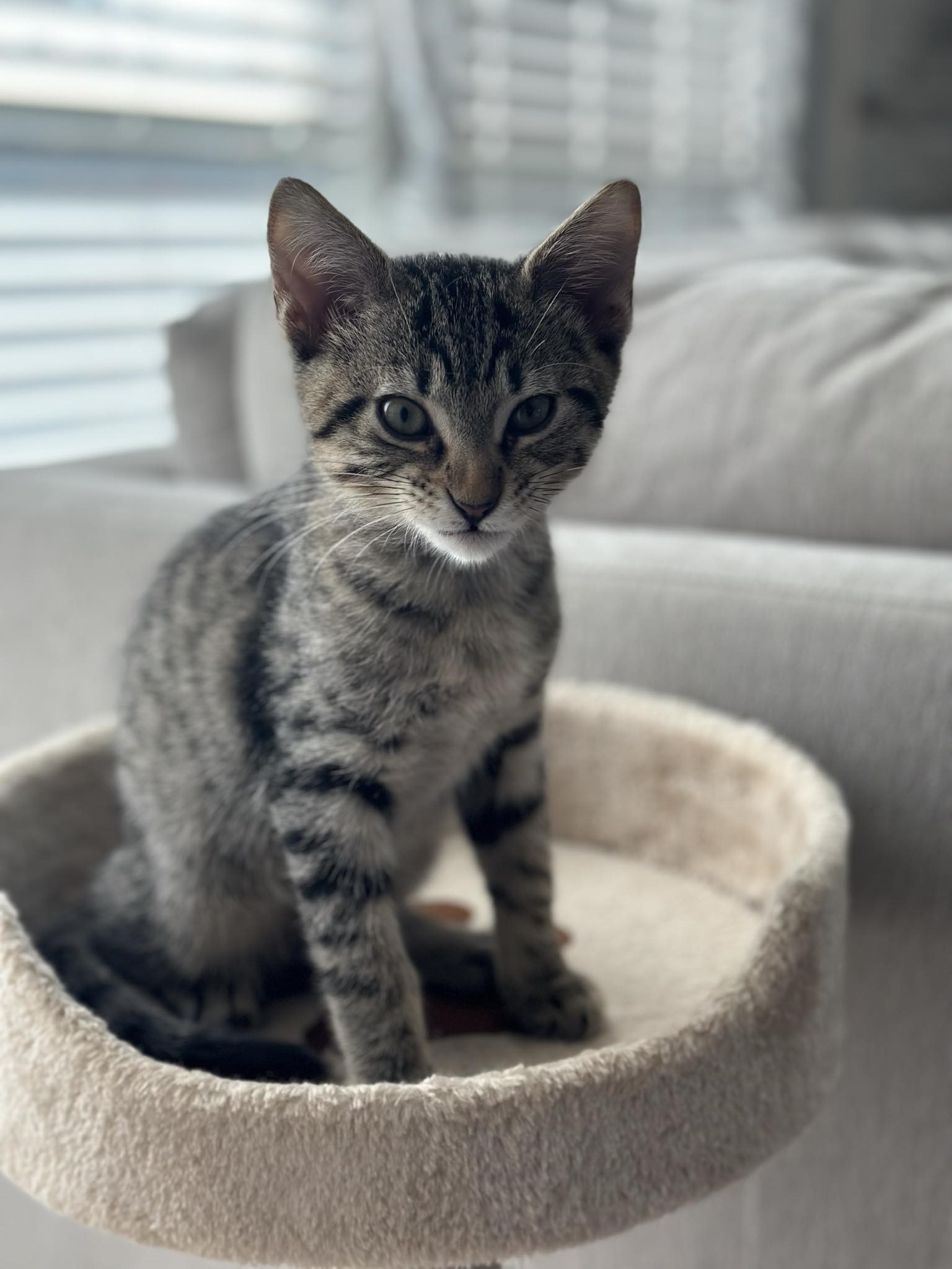 Cat for adoption Branch, a Domestic Short Hair in Mansfield, TX