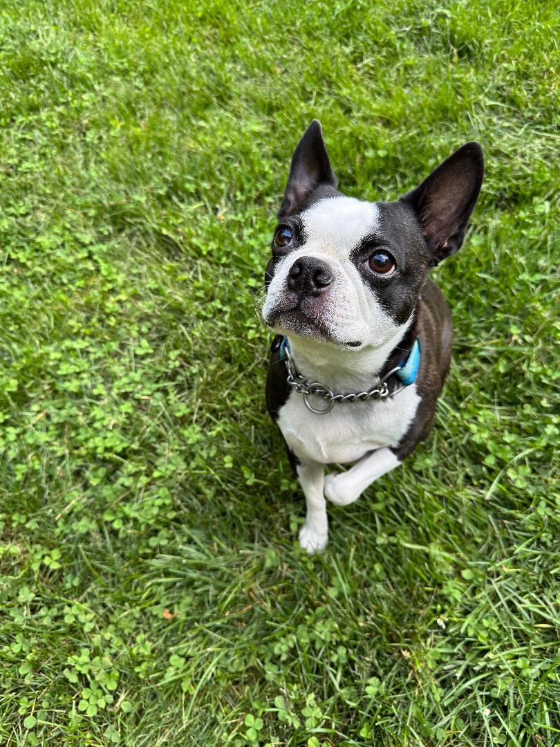 Butters, a Adoptable Boston Terrier in Clinton, CT image 1/4