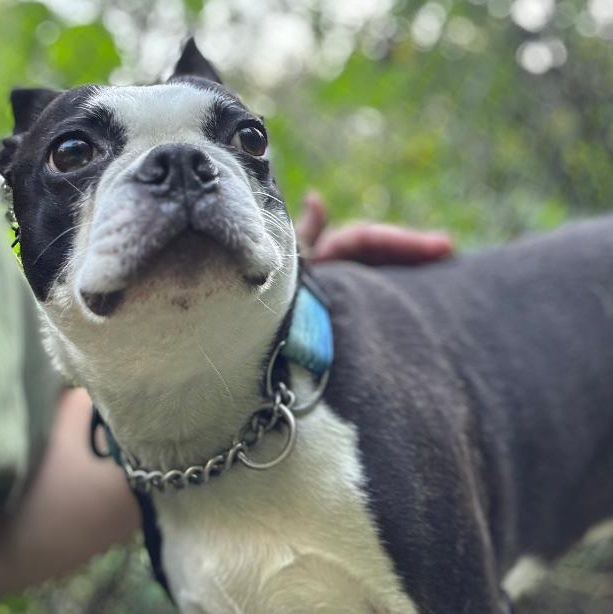 Butters, a Adoptable Boston Terrier in Clinton, CT image 2/4
