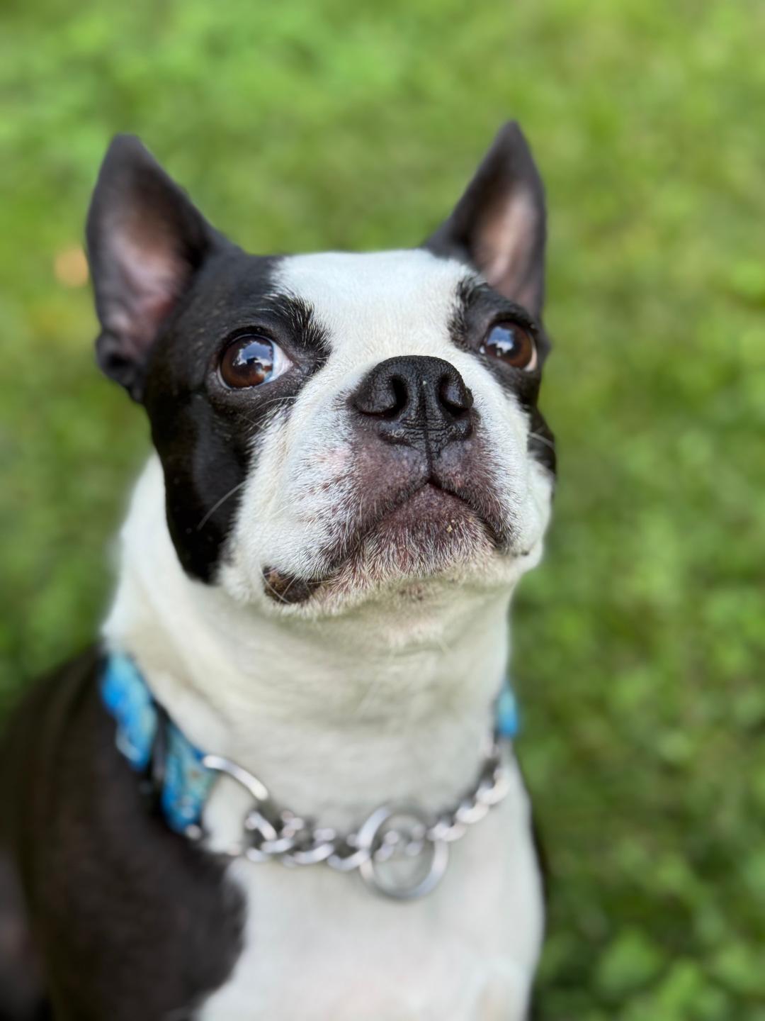 Butters, a Adoptable Boston Terrier in Clinton, CT image 3/4