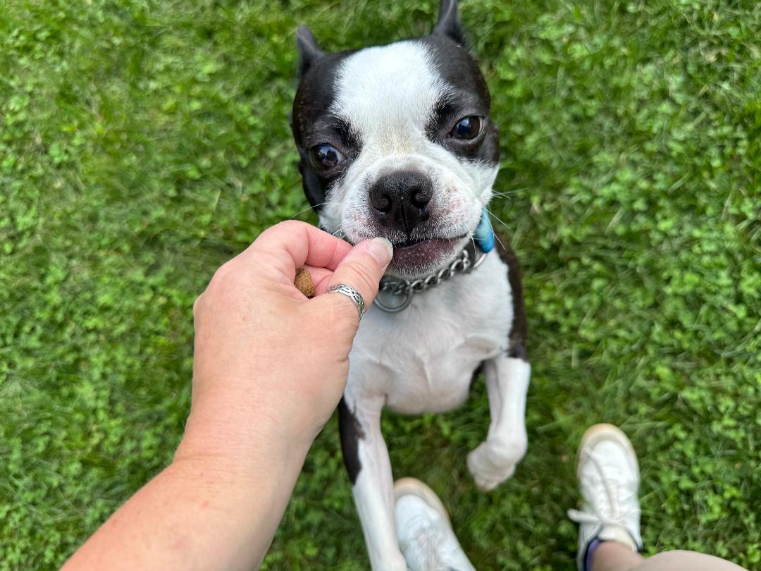 Butters, a Adoptable Boston Terrier in Clinton, CT image 4/4