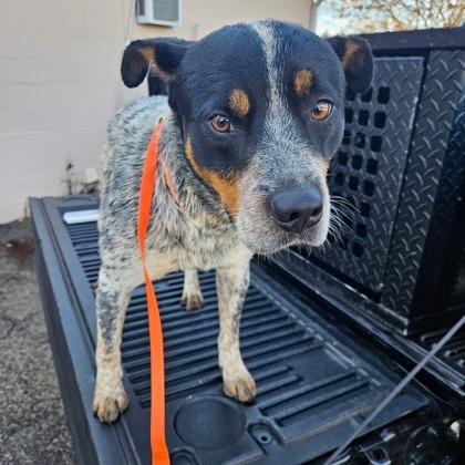 Enlarge Remus, a Adoptable Australian Cattle Dog / Blue Heeler in LaGrange, GA image 1/1