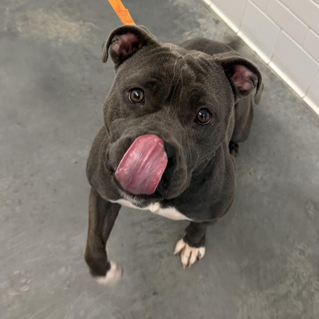 Ember, Adoptable, Adult Female Mixed Breed.