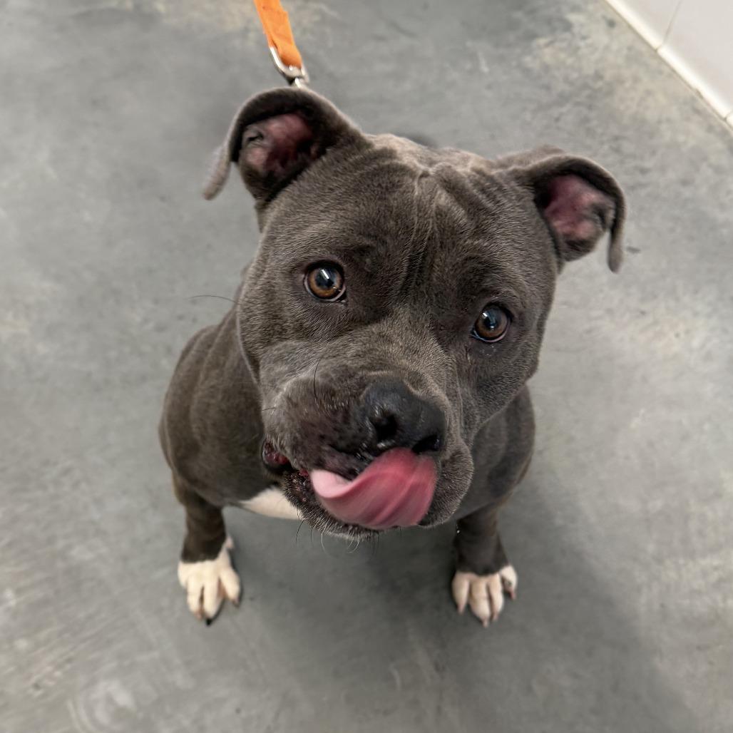 Enlarge Ember, a Adoptable Mixed Breed in Pittsburgh, PA image 2/6