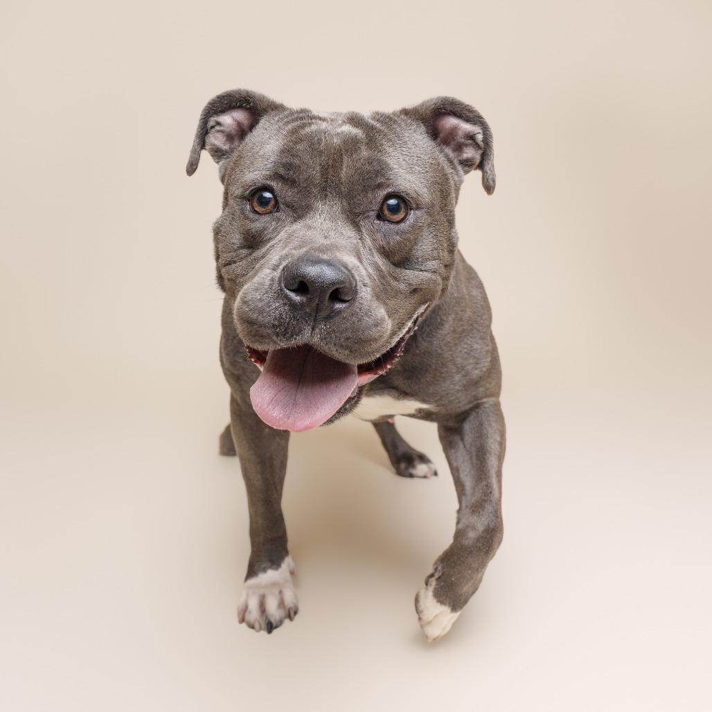 Enlarge Ember, a Adoptable Mixed Breed in Pittsburgh, PA image 3/6