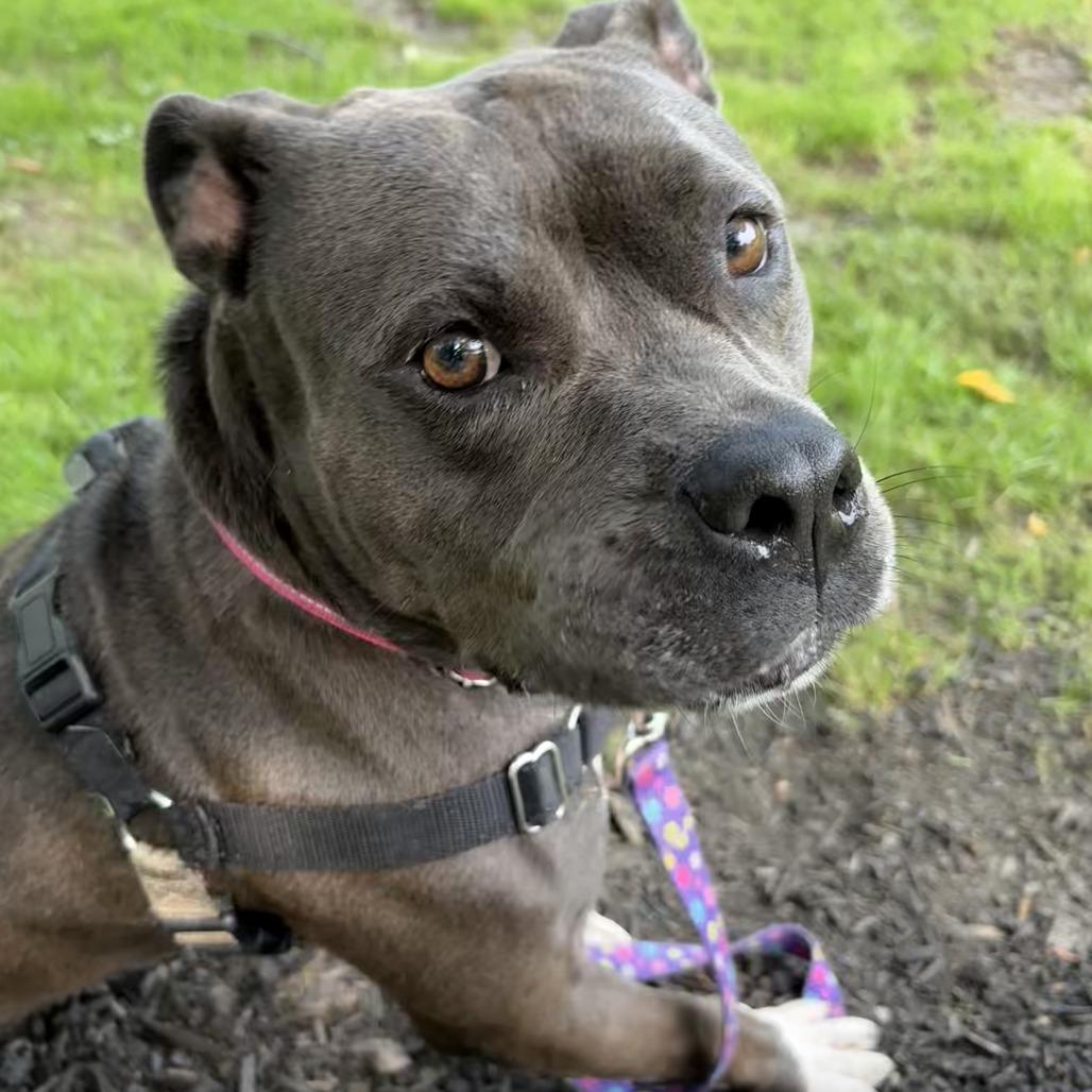 Enlarge Ember, a Adoptable Mixed Breed in Pittsburgh, PA image 3/6