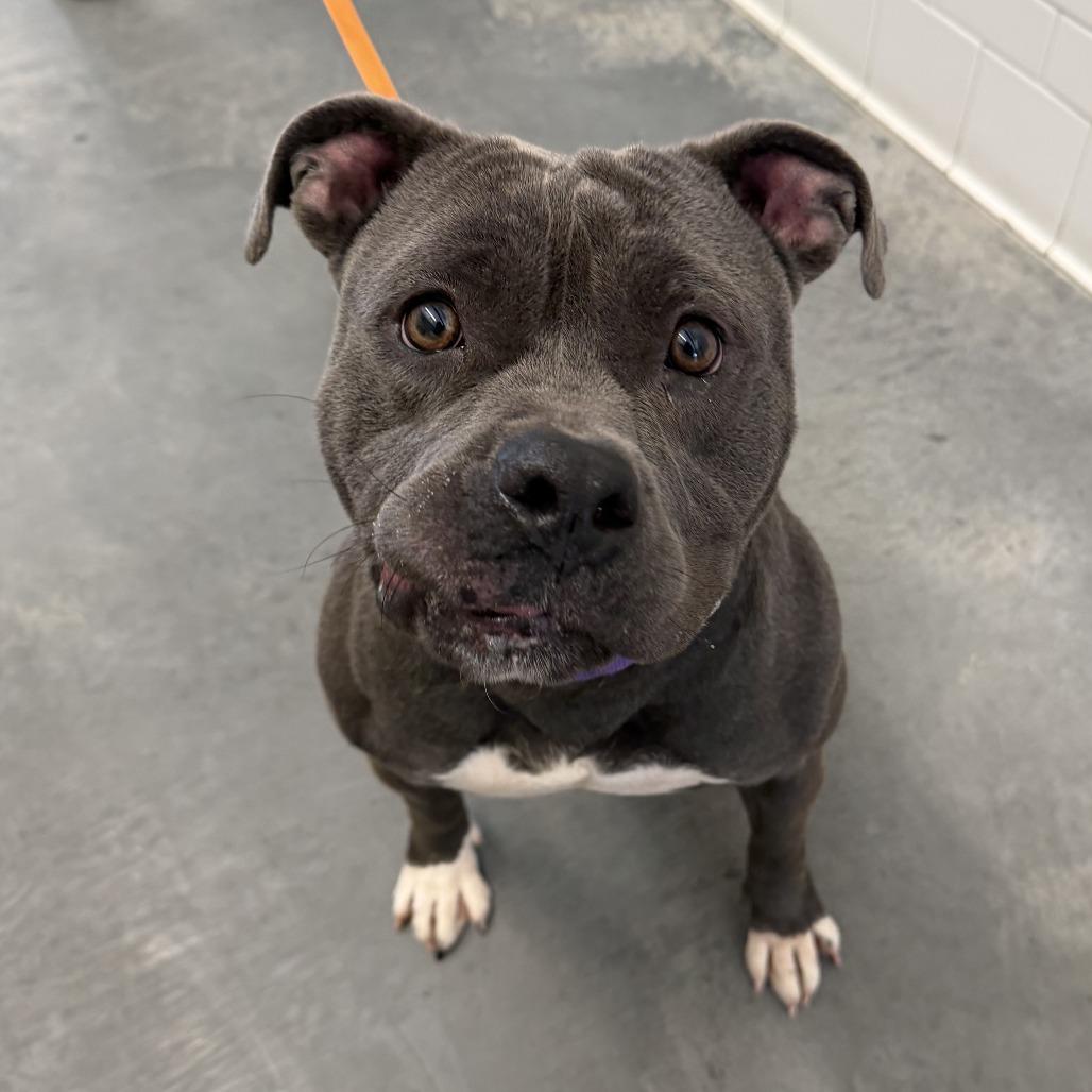 Enlarge Ember, a Adoptable Mixed Breed in Pittsburgh, PA image 4/6