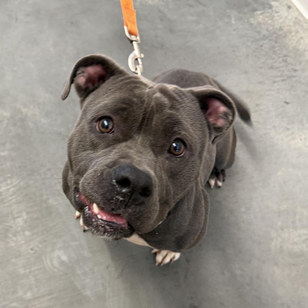 Enlarge Ember, a Adoptable Mixed Breed in Pittsburgh, PA image 5/6