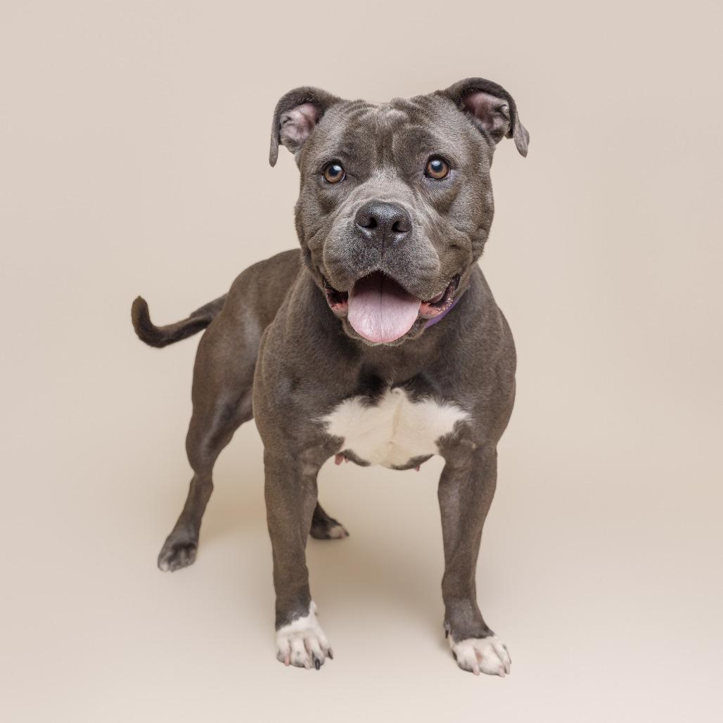 Enlarge Ember, a Adoptable Mixed Breed in Pittsburgh, PA image 6/6