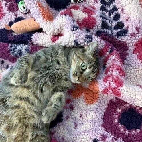 Enlarge Iris, a Adoptable Domestic Short Hair in Phoenix, AZ image 1/6