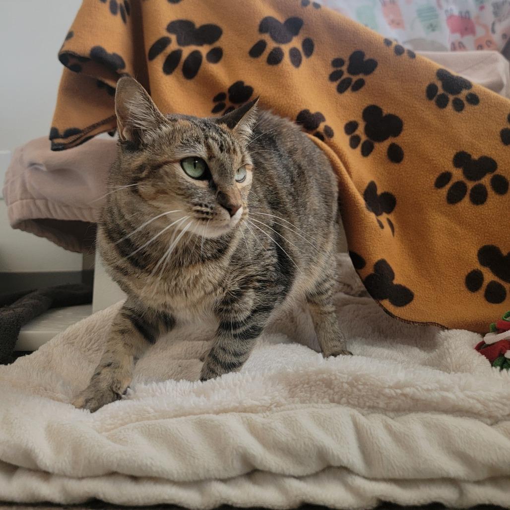 Iris, Adoptable, Adult Female Domestic Short Hair.