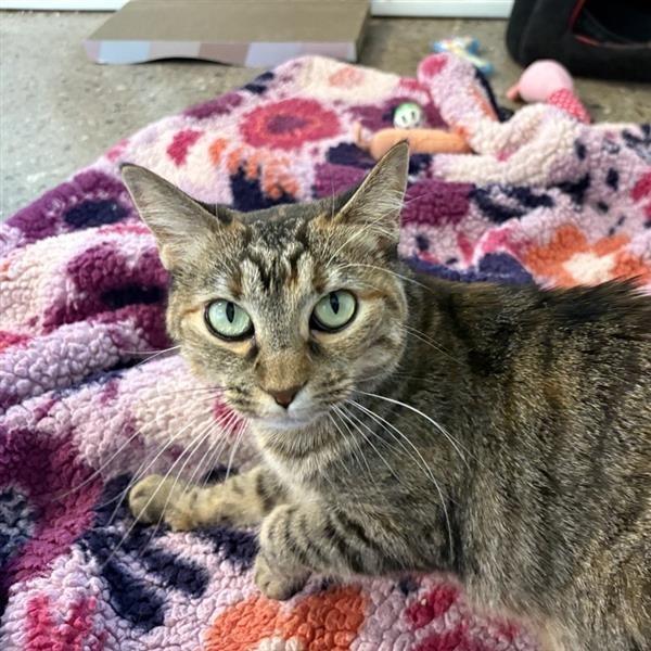 Enlarge Iris, a Adoptable Domestic Short Hair in Phoenix, AZ image 3/6