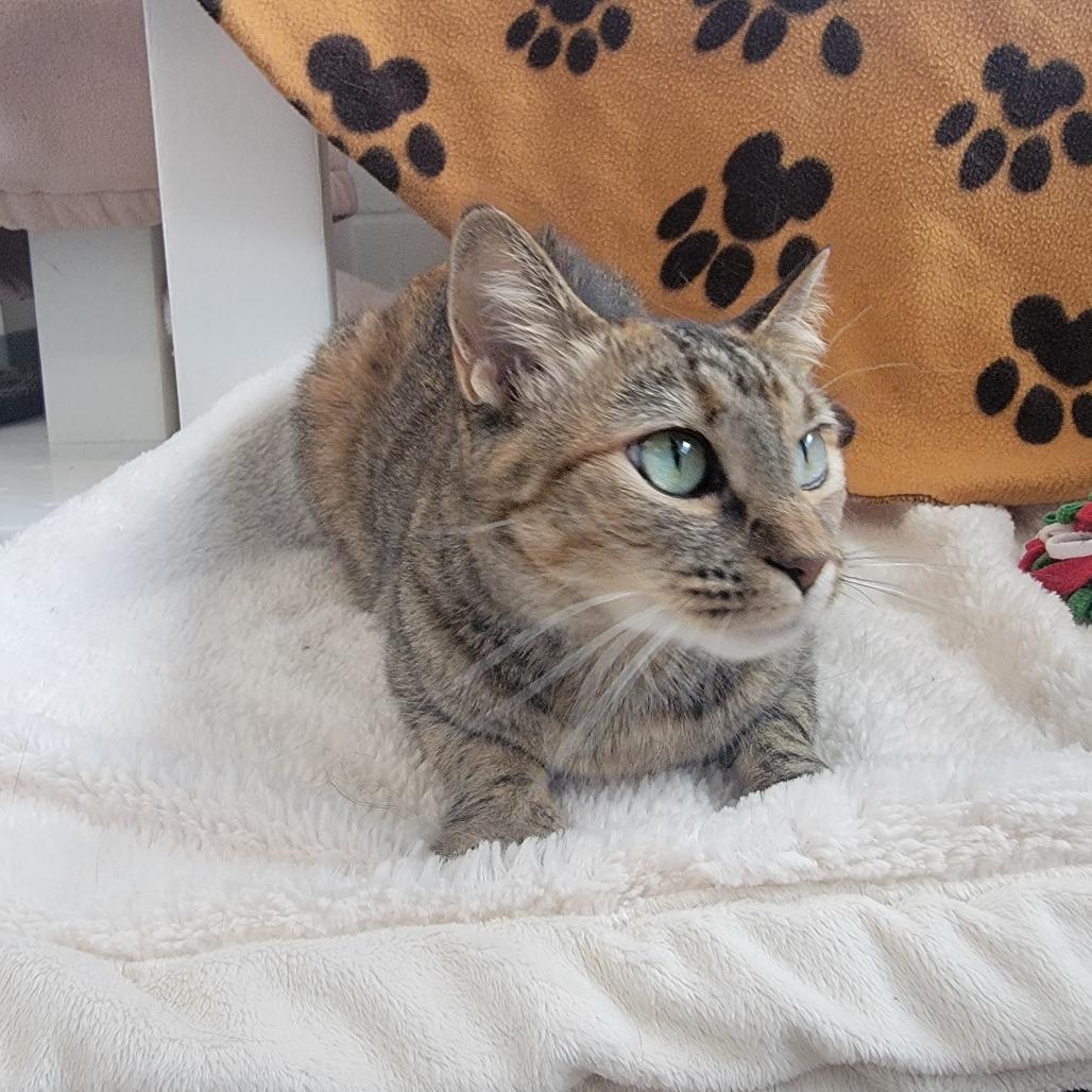 Iris, a Adoptable Domestic Short Hair in Phoenix, AZ image 2/3