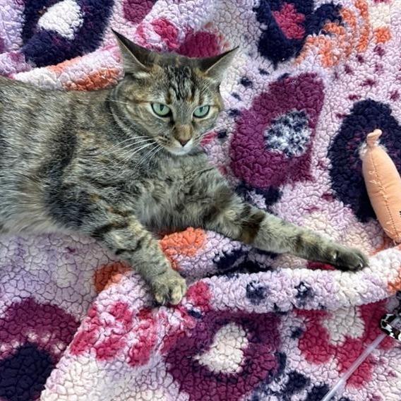 Enlarge Iris, a Adoptable Domestic Short Hair in Phoenix, AZ image 5/6
