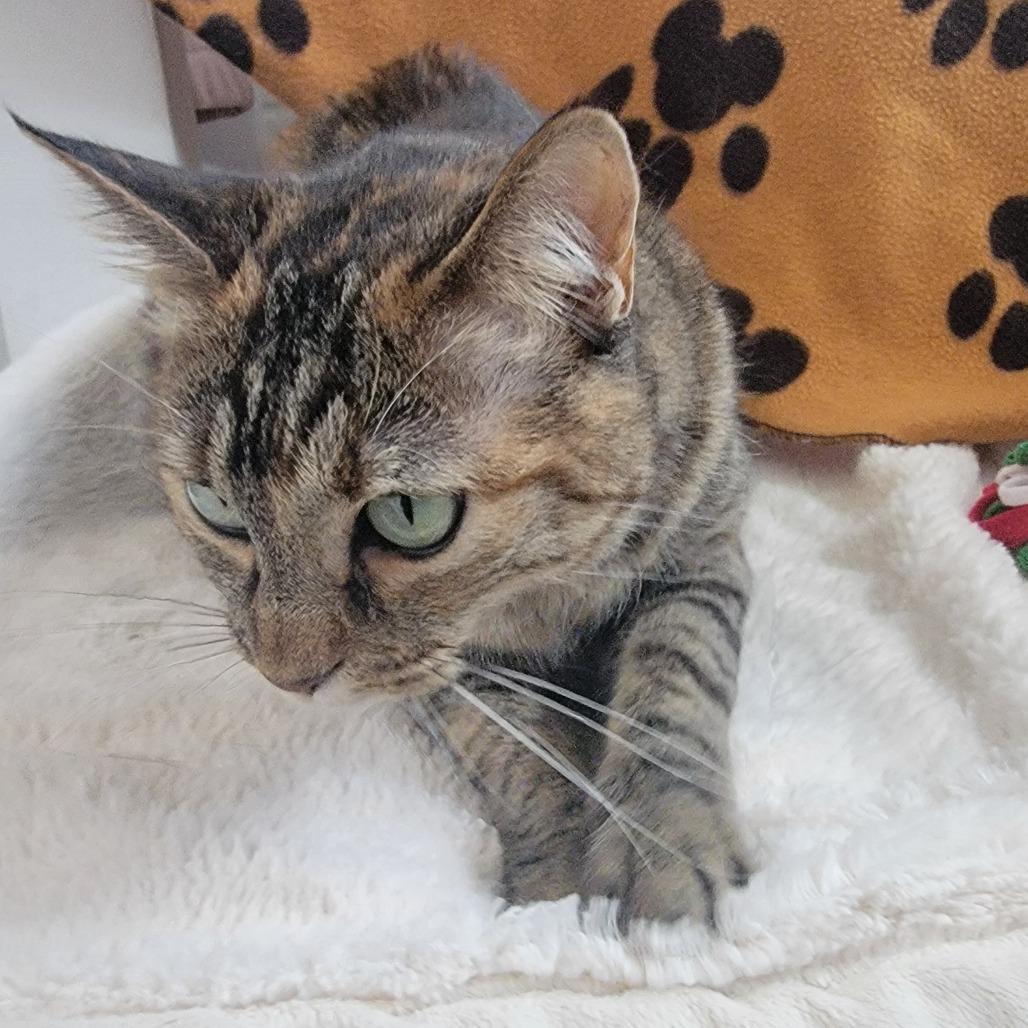 Iris, a Adoptable Domestic Short Hair in Phoenix, AZ image 3/3
