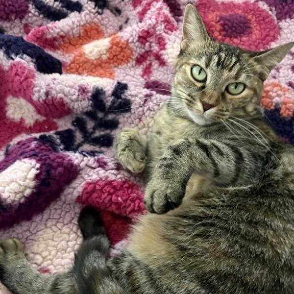 Enlarge Iris, a Adoptable Domestic Short Hair in Phoenix, AZ image 6/6