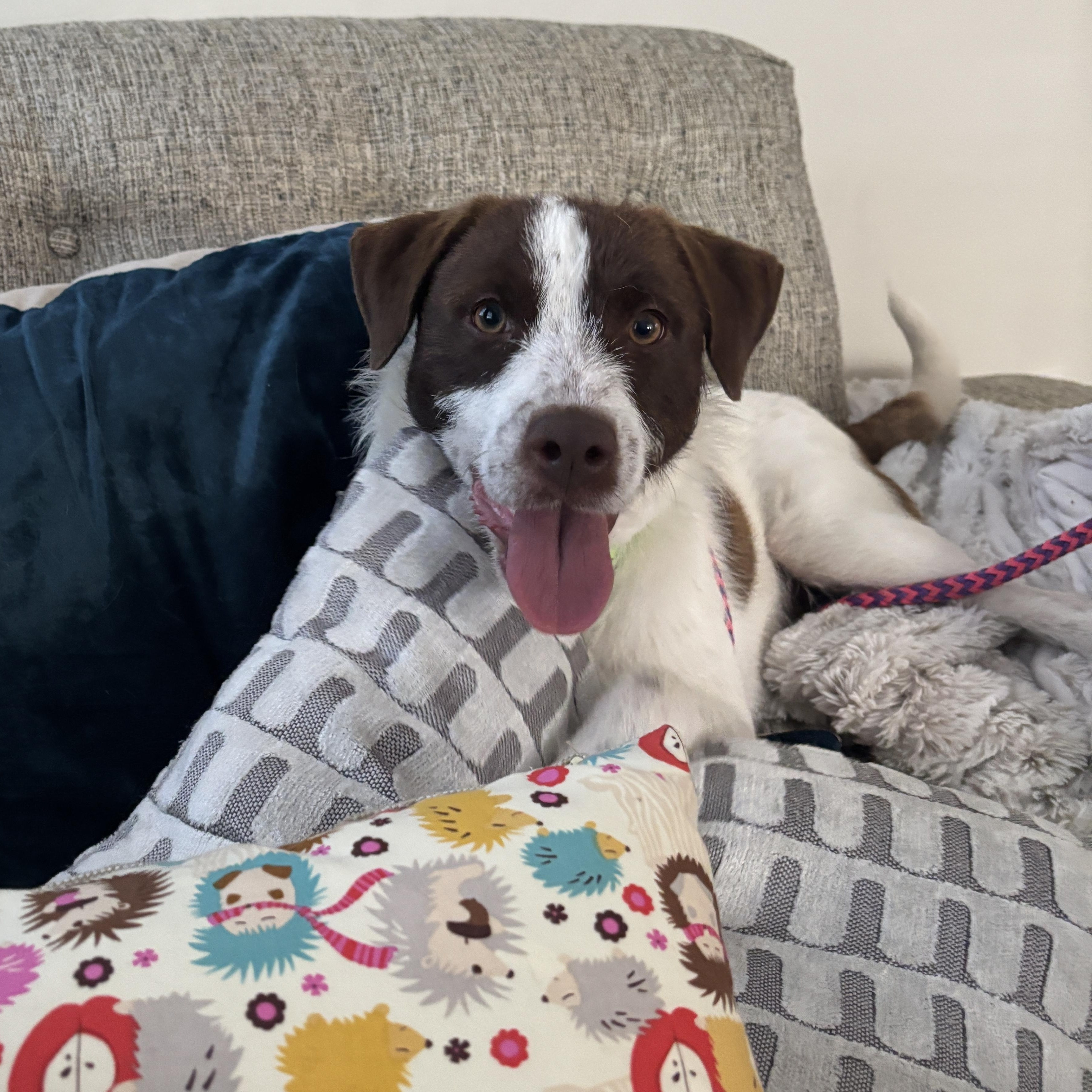 EMMETT, an adopted mixed breed in Cranston, RI image 2/2