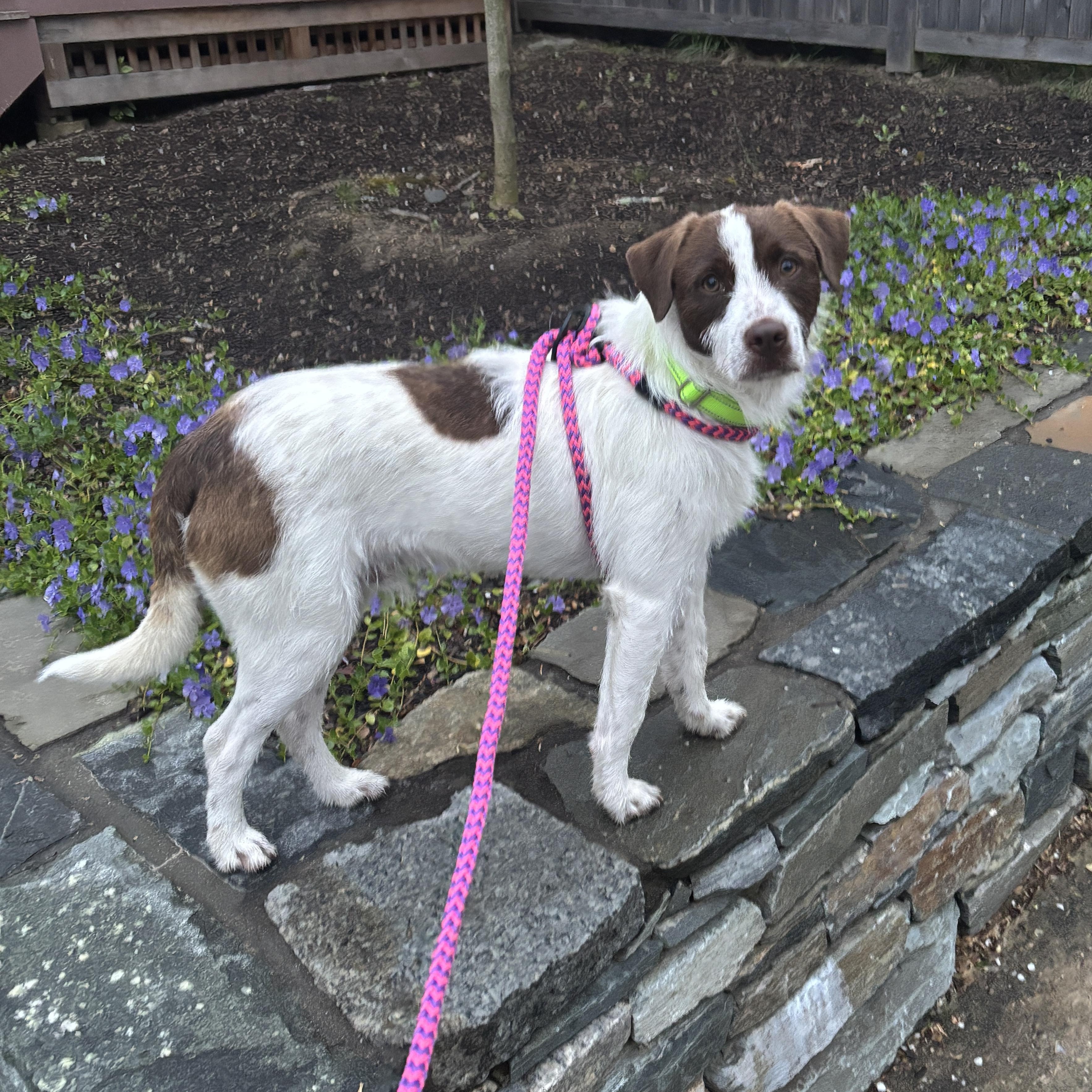 EMMETT, an adopted mixed breed in Cranston, RI image 1/2
