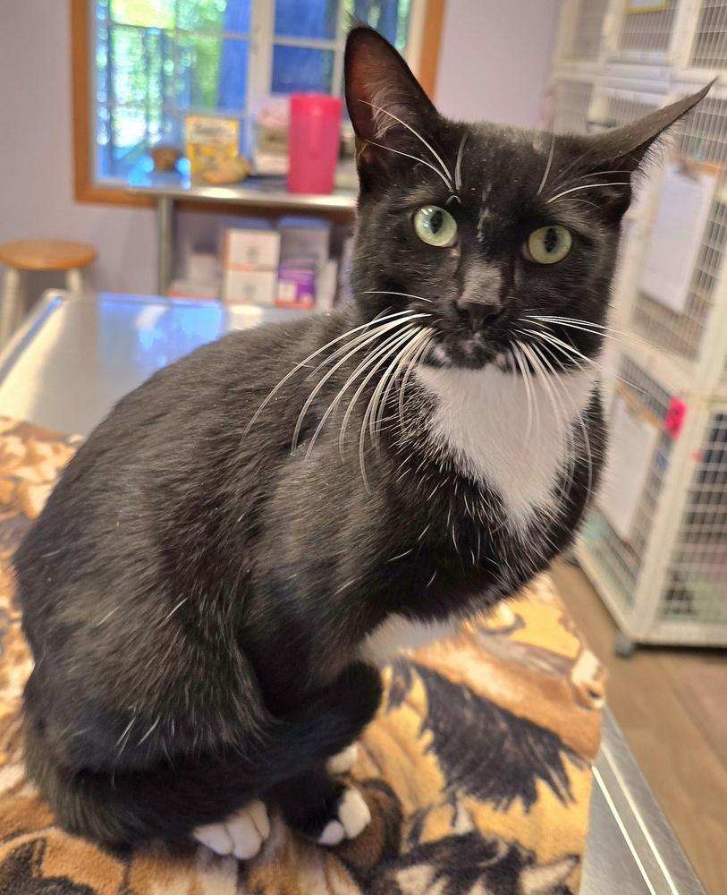 Trippy, Adoptable, Adult Male Domestic Short Hair.