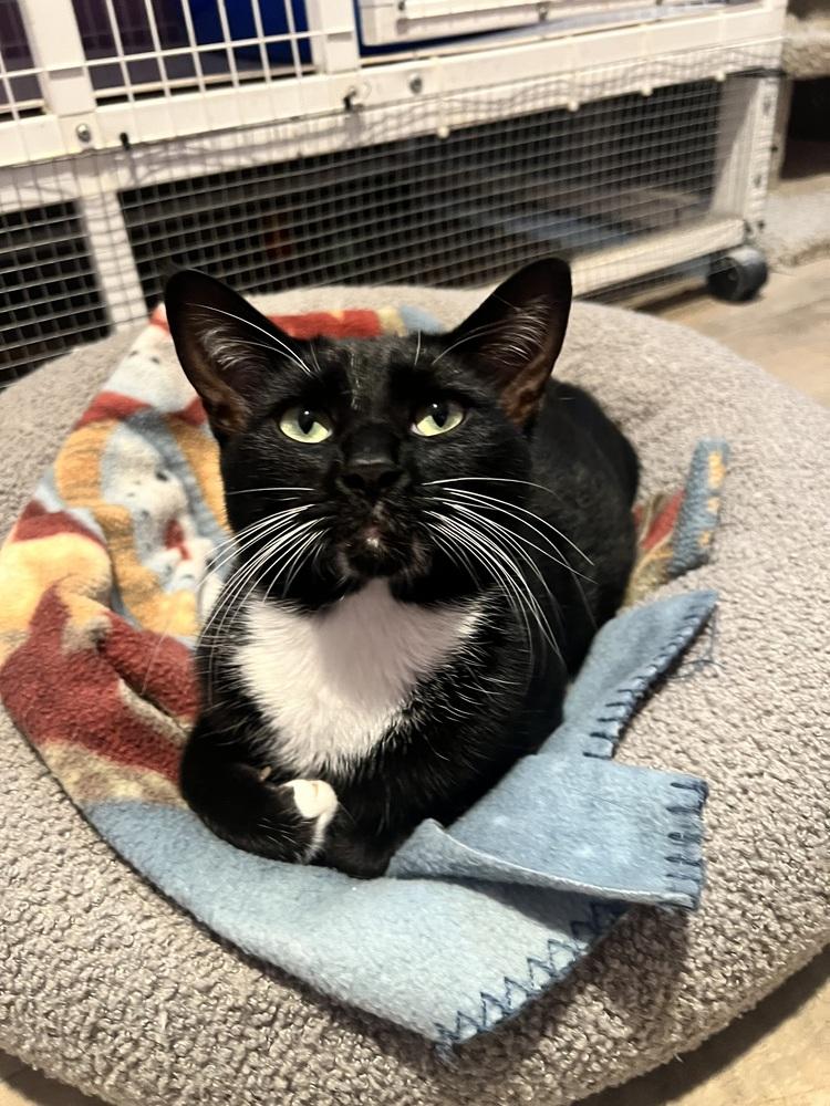 Enlarge Trippy, a Adoptable mixed breed in Vancouver, WA image 2/2