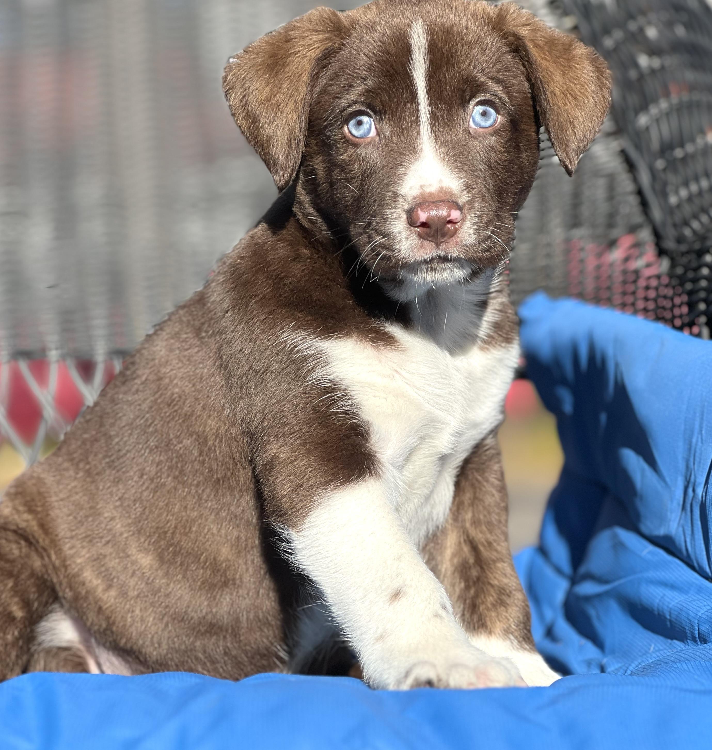 Enlarge Stetson, an adopted mixed breed in Mt Pleasant, SC image 2/6