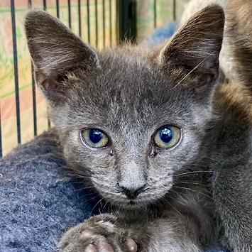 Tara, a Adoptable Domestic Short Hair in Ocean Isle Beach, NC image 2/2