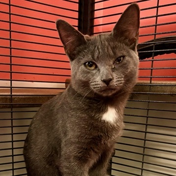 Tara, a Adoptable Domestic Short Hair in Ocean Isle Beach, NC image 1/2