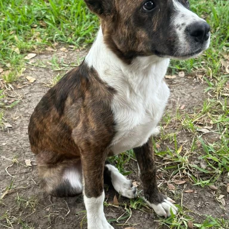 Enlarge Buddy, a Adopted mixed breed in Cherry Hills Village, CO image 2/6