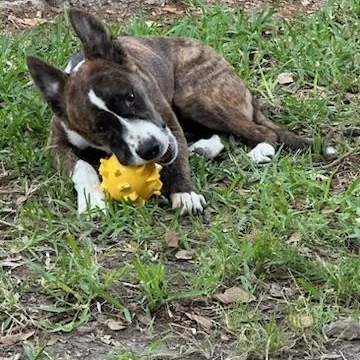 Enlarge Buddy, a Adopted mixed breed in Cherry Hills Village, CO image 5/6