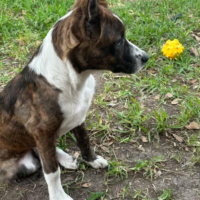 Enlarge Buddy, a Adopted mixed breed in Cherry Hills Village, CO image 6/6