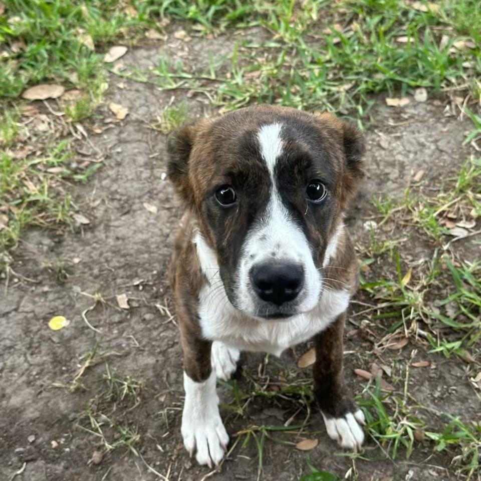Buddy, Adopted, Young Male Boxer.