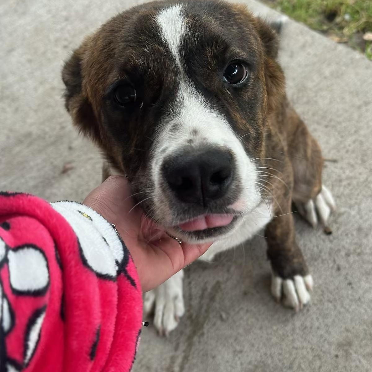 Enlarge Buddy, a Adopted mixed breed in Cherry Hills Village, CO image 3/6