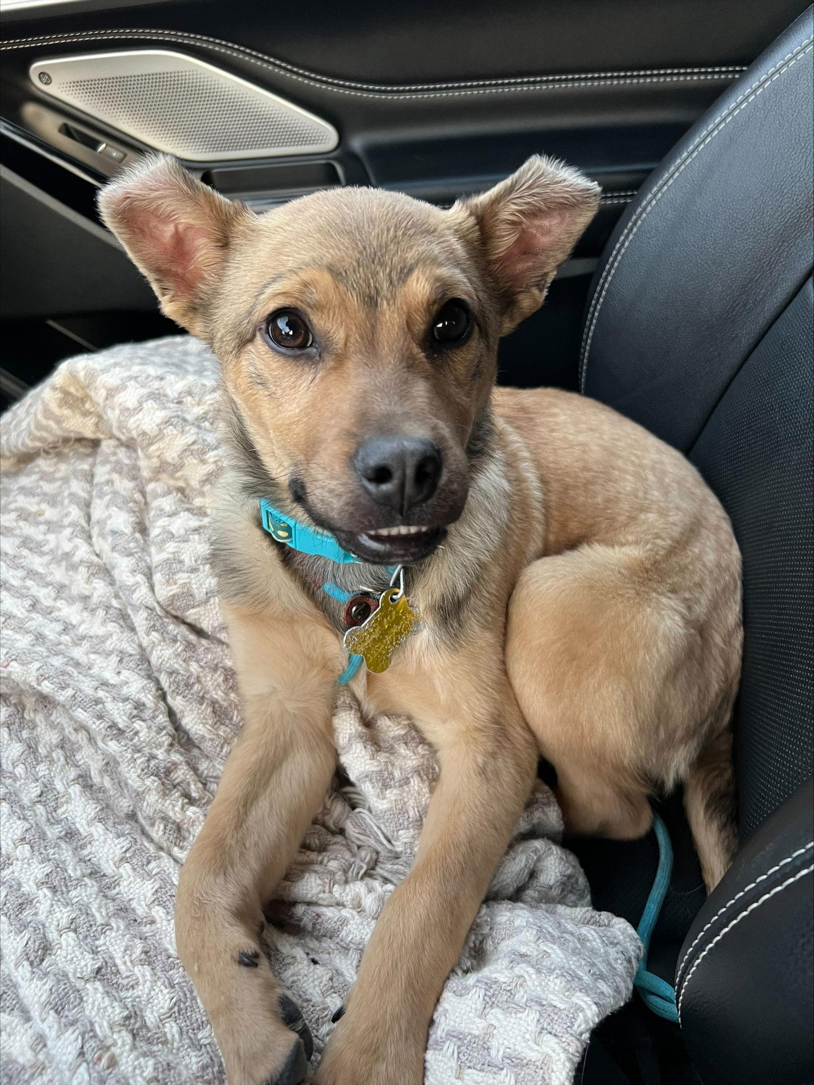 Joey Banana, Adopted, Young Female Shepherd.