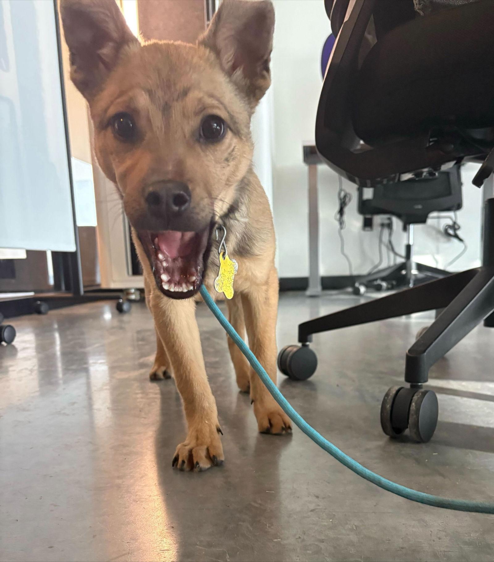 Enlarge Joey Banana, a Adopted Shepherd in Salt Lake City, UT image 2/3