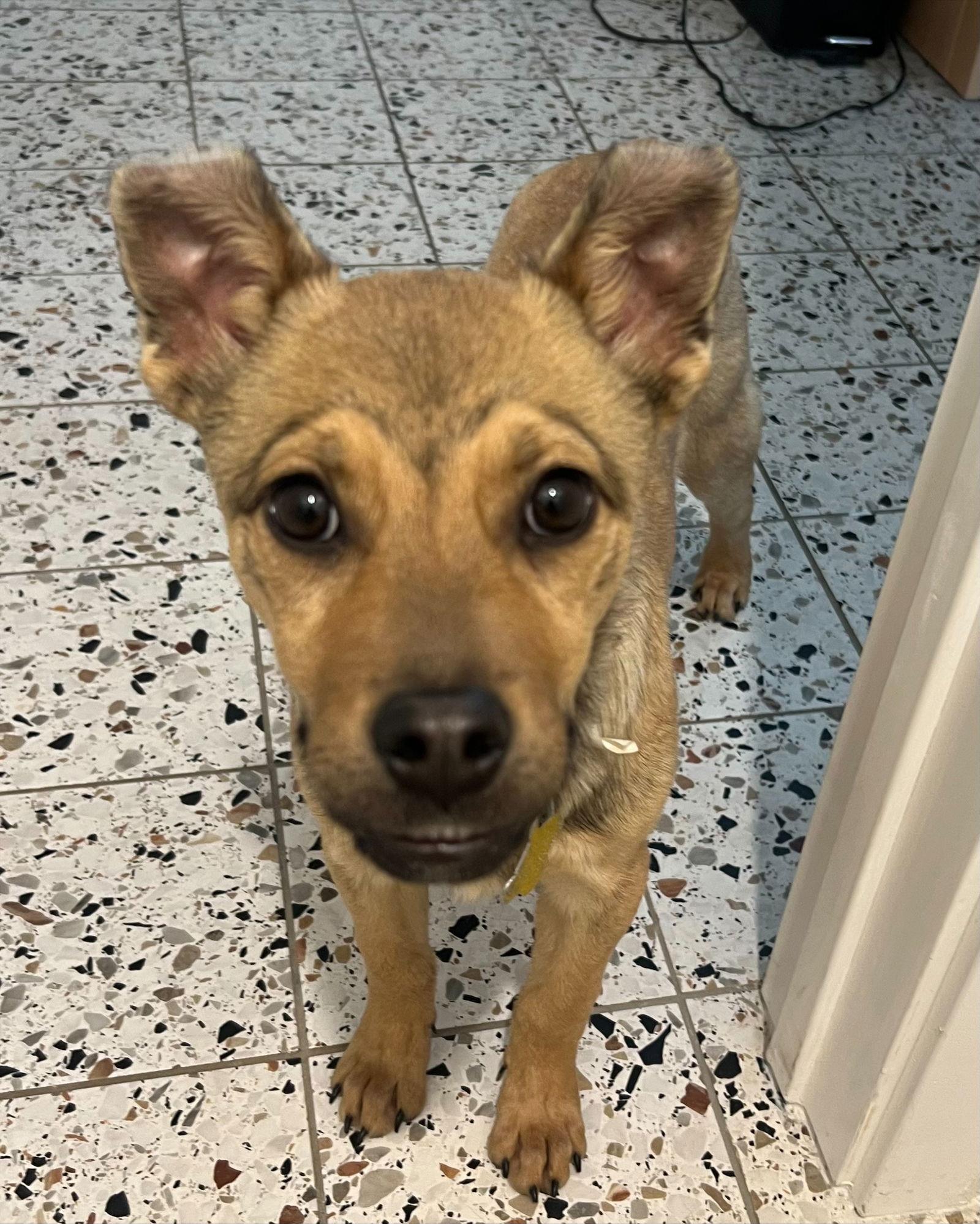 Enlarge Joey Banana, a Adopted Shepherd in Salt Lake City, UT image 3/3