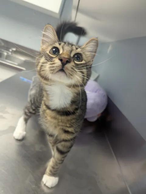 Enlarge Ziggy, a Adoptable Domestic Short Hair in Brooks, AB image 4/6