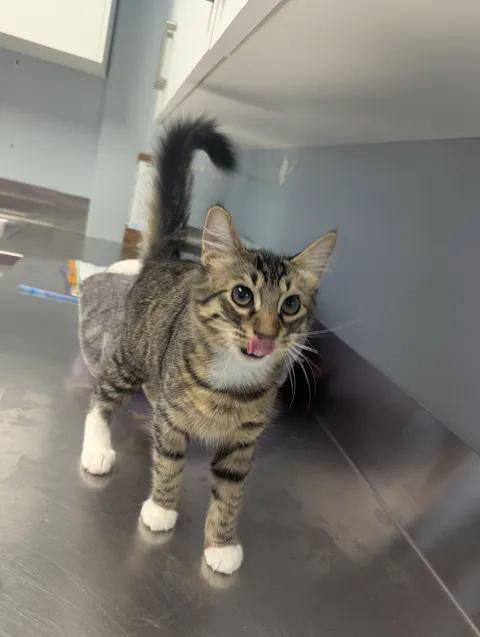 Enlarge Ziggy, a Adoptable Domestic Short Hair in Brooks, AB image 6/6