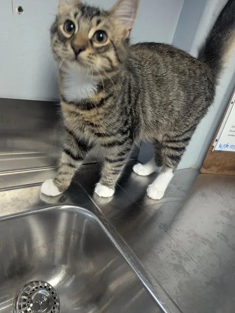 Enlarge Ziggy, a Adoptable Domestic Short Hair in Brooks, AB image 2/6