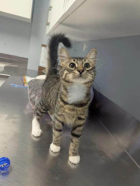 Enlarge Ziggy, a Adoptable Domestic Short Hair in Brooks, AB image 5/6