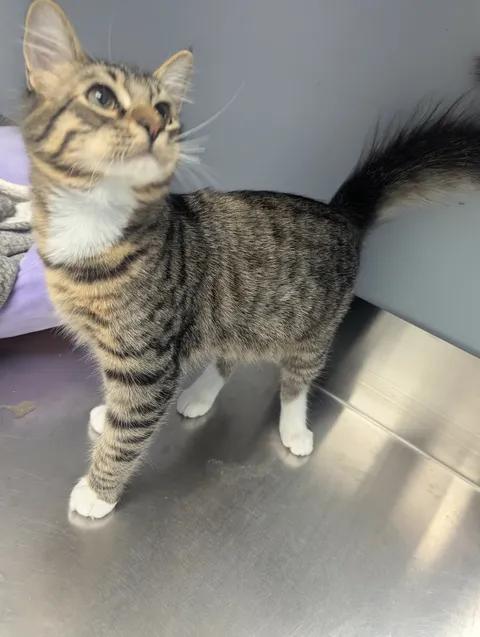 Enlarge Ziggy, a Adoptable Domestic Short Hair in Brooks, AB image 3/6