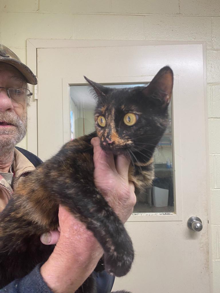 Enlarge Cleopatra, a ADOPTABLE Domestic Short Hair in Washington, GA image 2/3