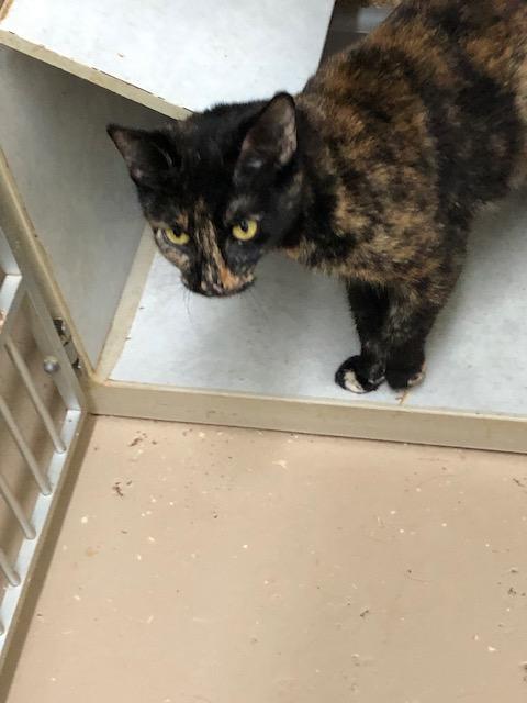 Enlarge Cleopatra, a ADOPTABLE Domestic Short Hair in Washington, GA image 3/3