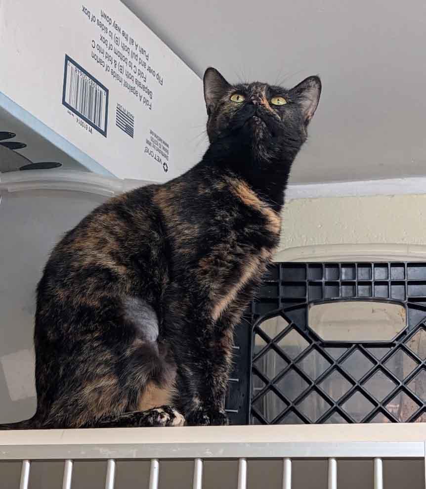 Cleopatra, ADOPTABLE, Adult Female Domestic Short Hair.